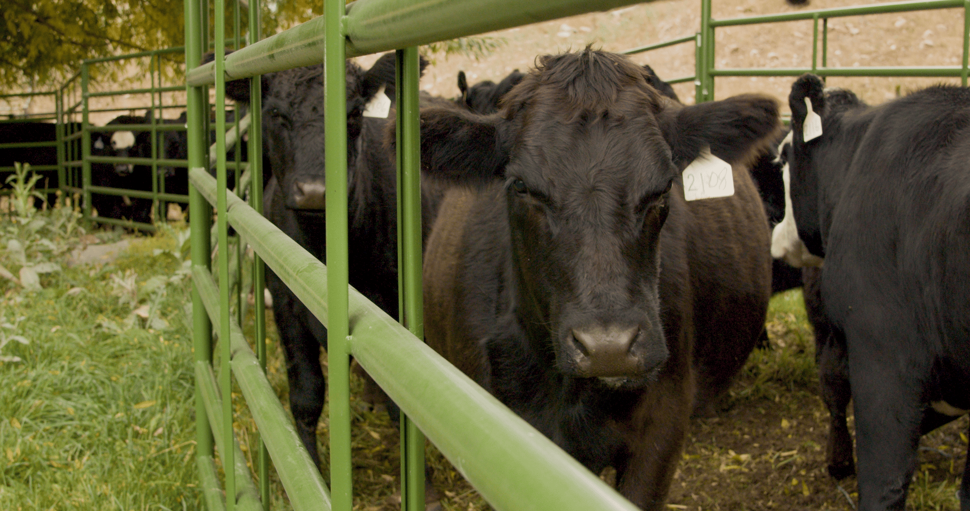 Cattle and panels