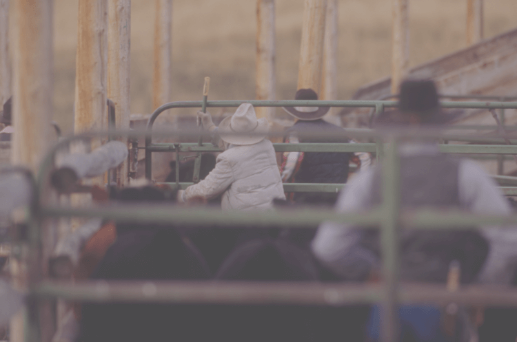 Cattle-Gates-and-Panels-Web-Pic