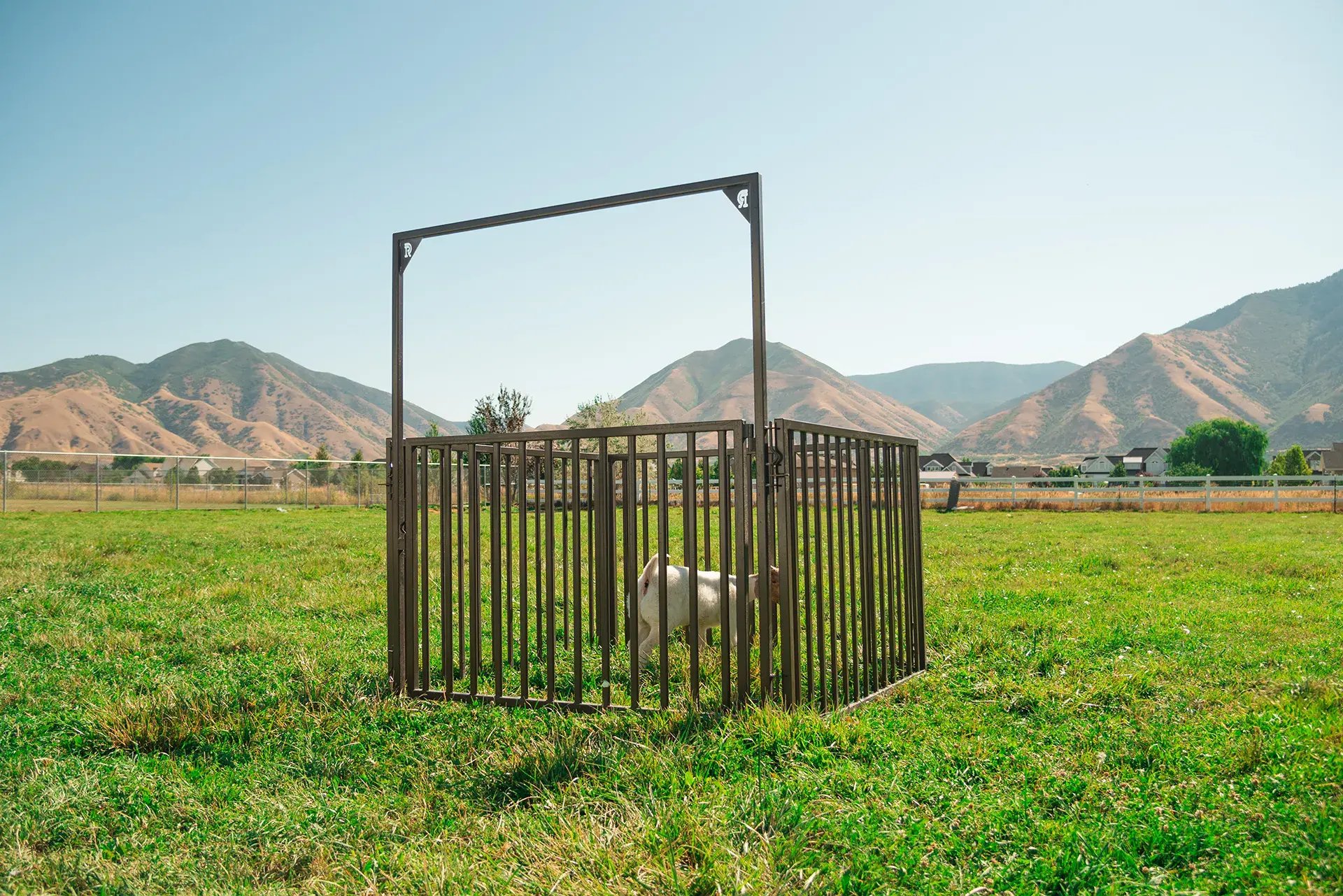 Small Animals - Home Page-1