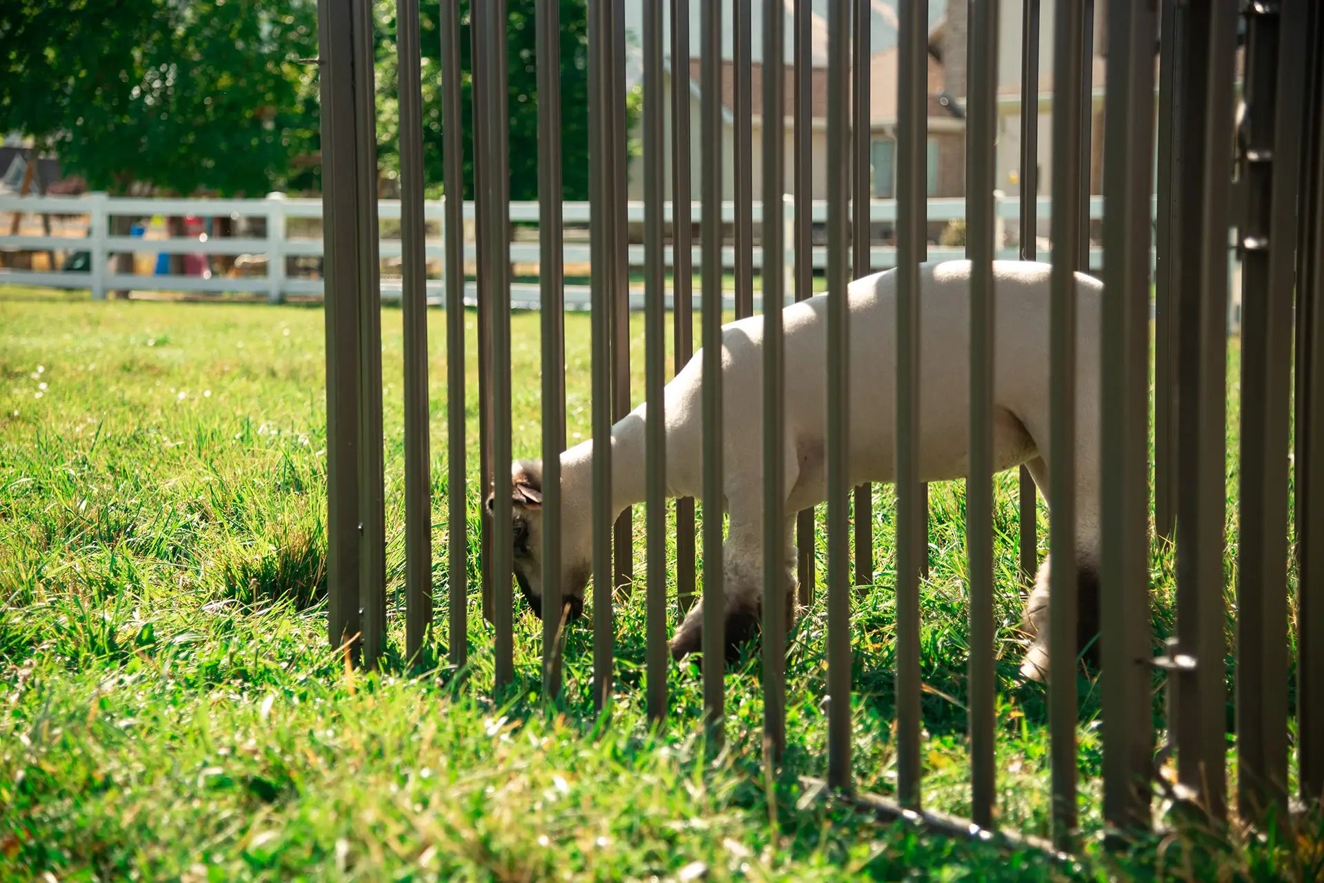 Small Animals - Small Animals Page-1