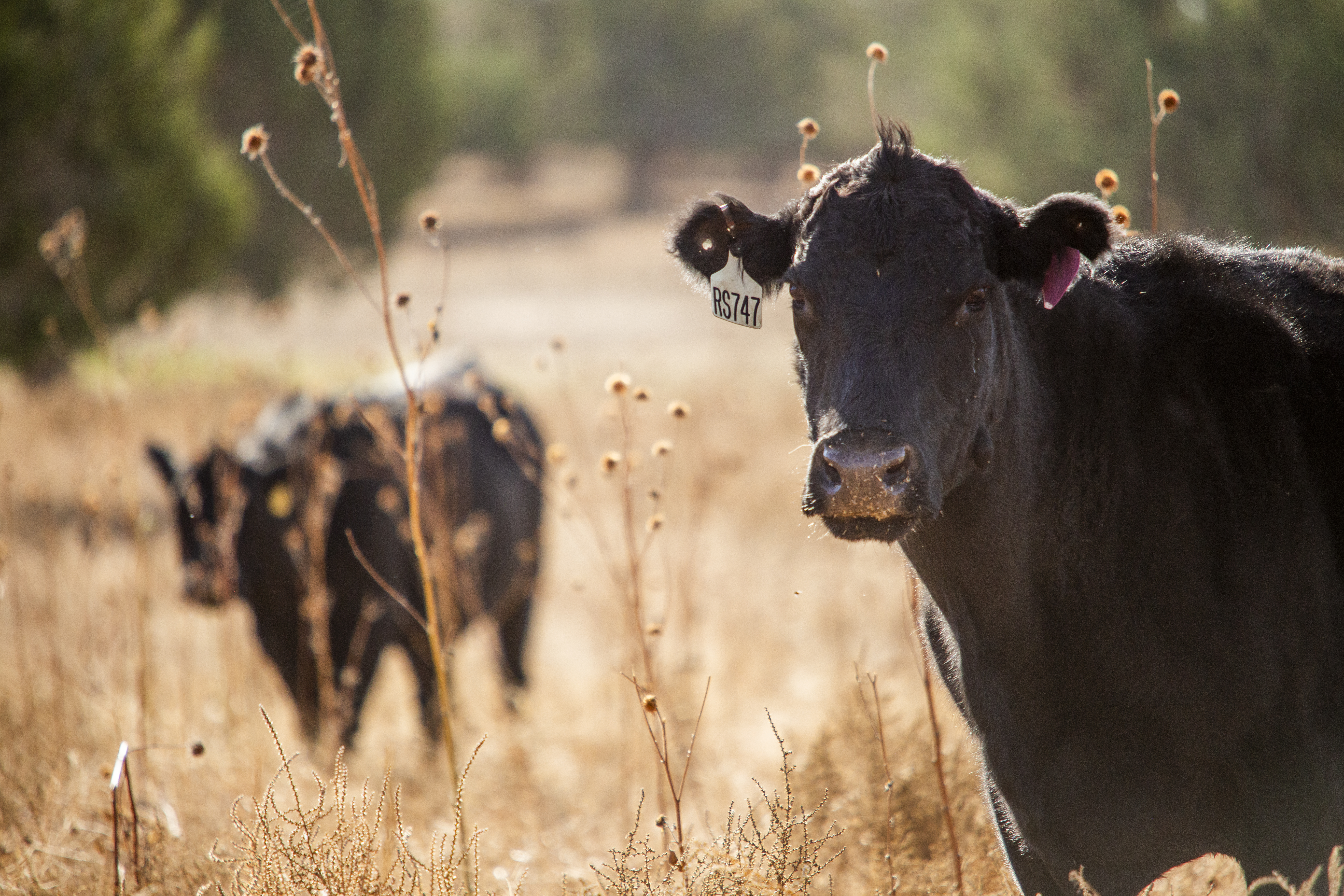 Lifestyle_2023_October_Preg Check_Image_Edits (5)